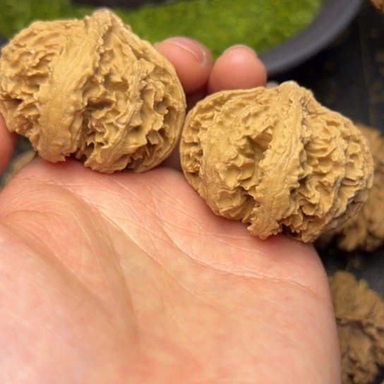 文玩核桃把件夜***者秦岭核桃33