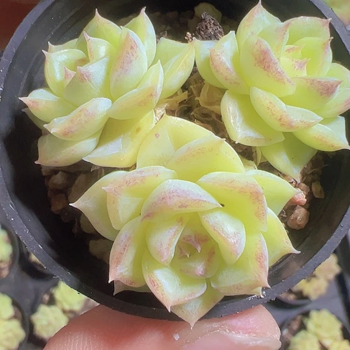 女王麦秆精品多肉植物