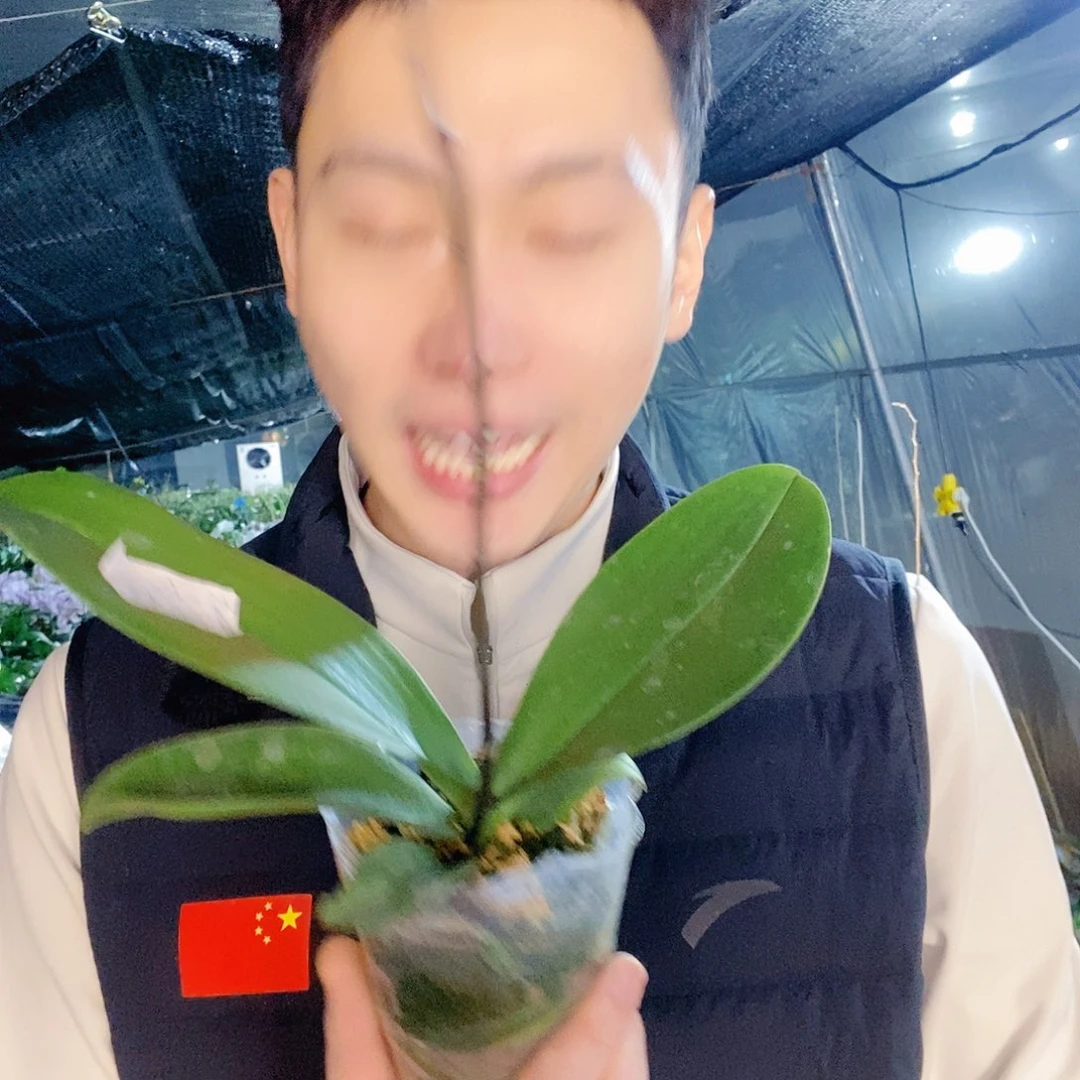 无花朵第一名蝴蝶兰