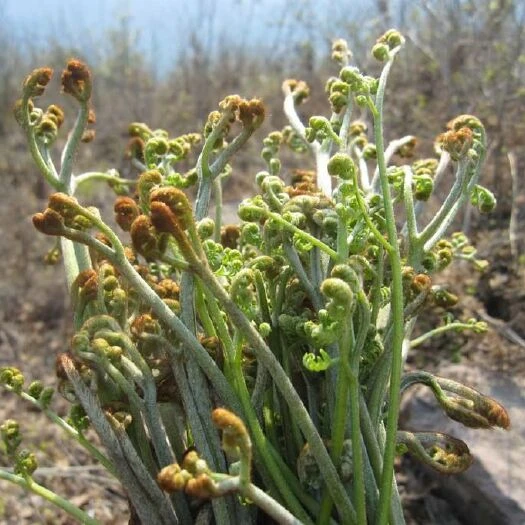 新鲜贵州苦蕨现摘现发