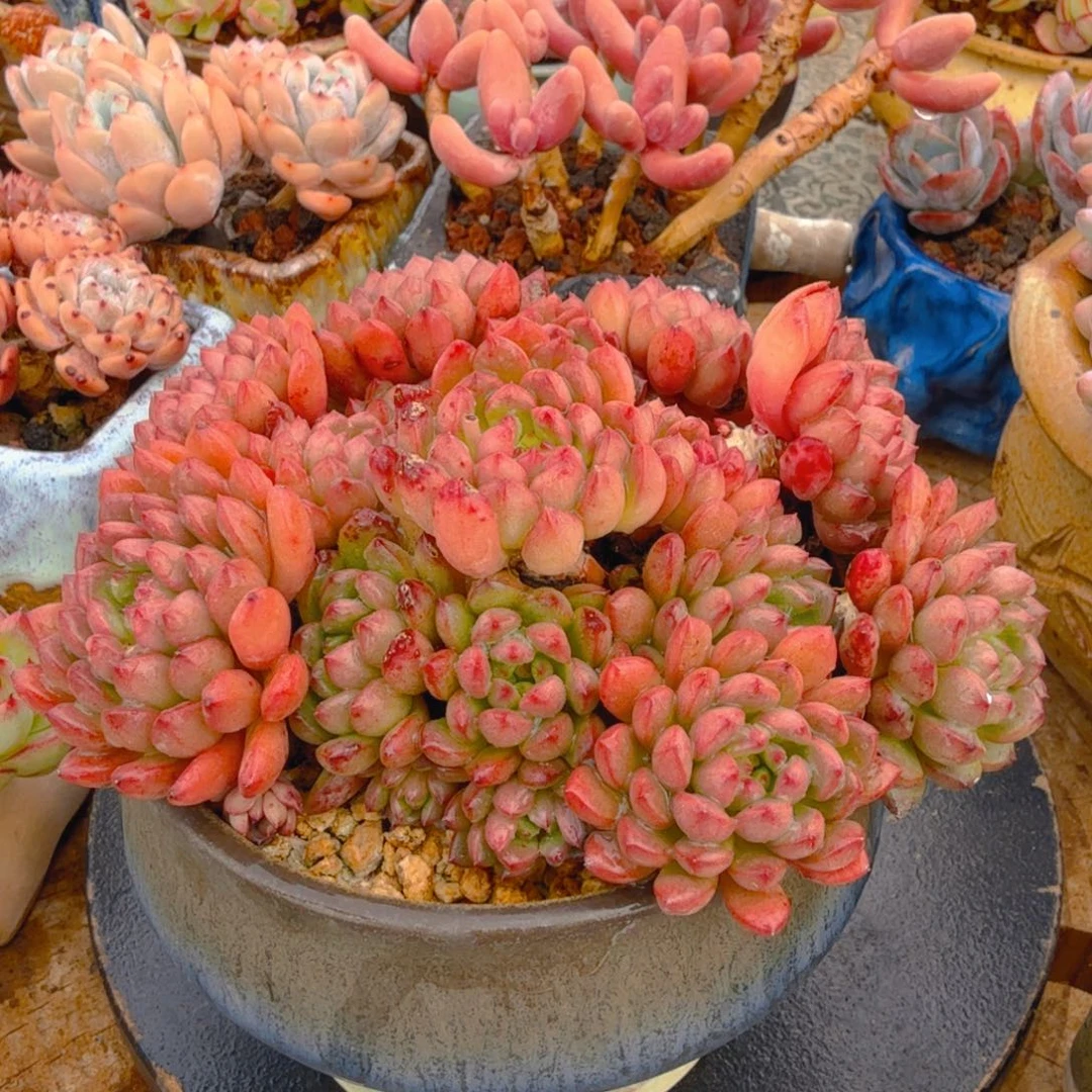 红宝石带盆发货一图一物拍不退不换满68包邮顺丰