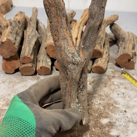 大果紫檀（缅甸花梨）煜**声