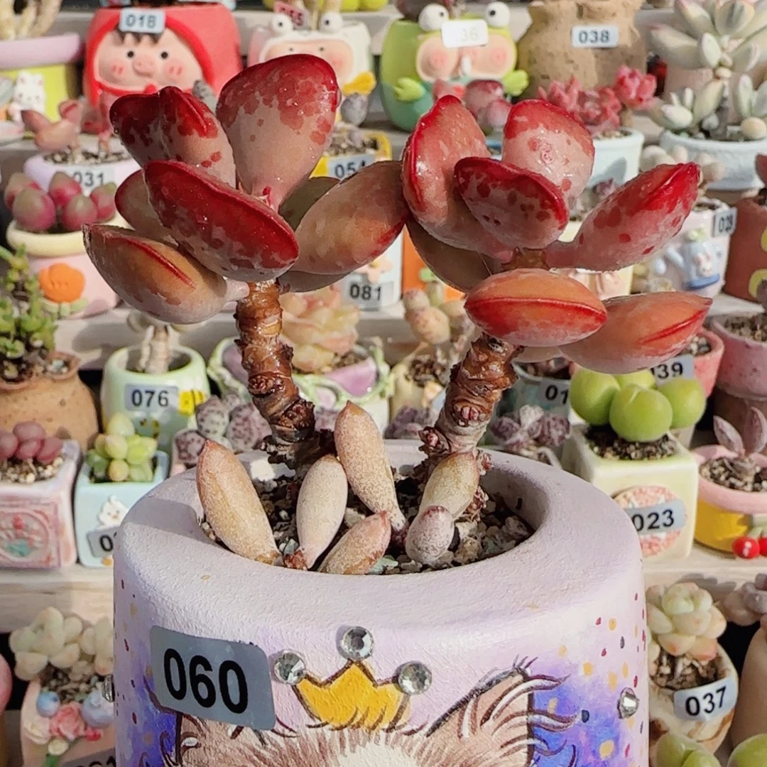 老桩爱心 盆口6cm