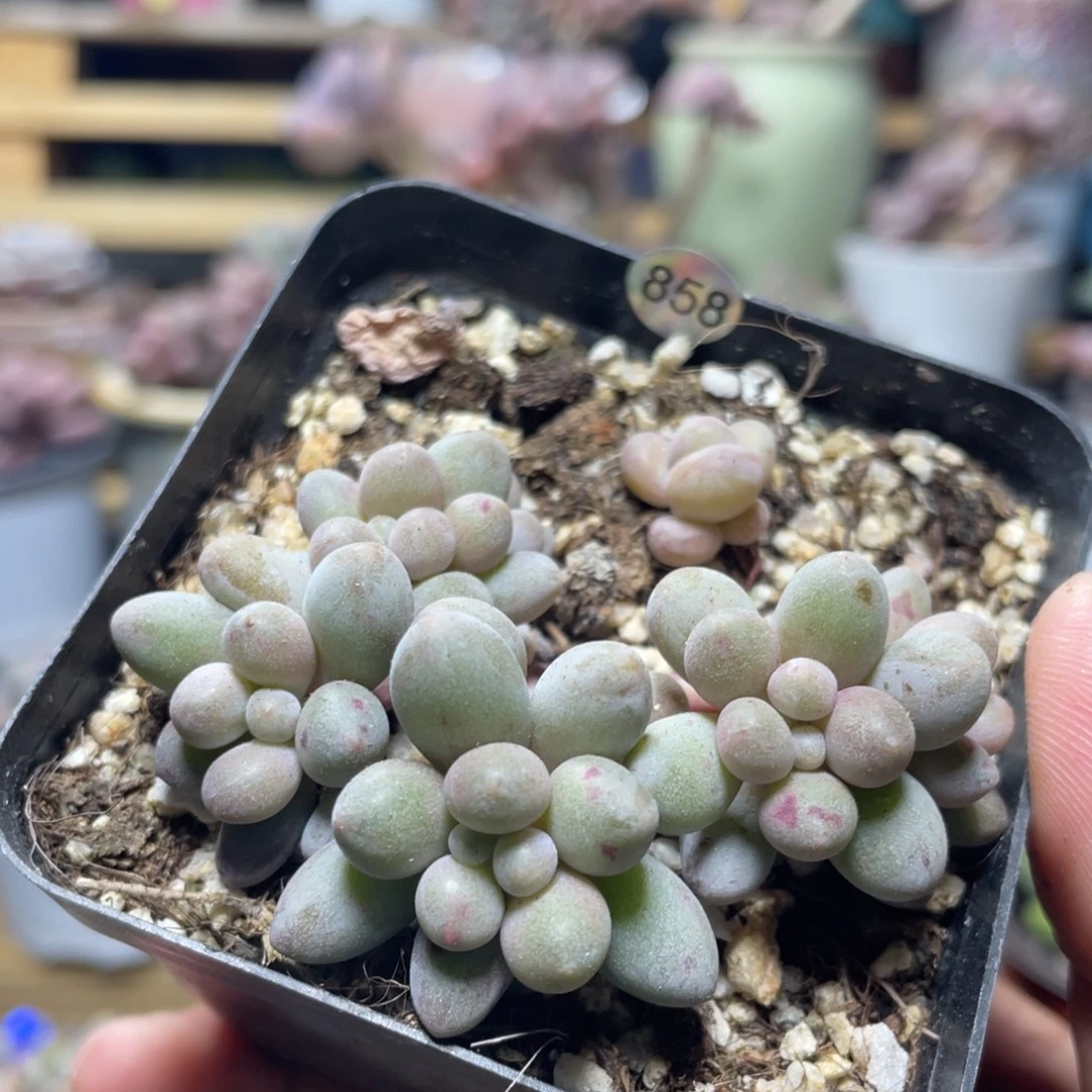 仙子奶酪出奶尖带血斑