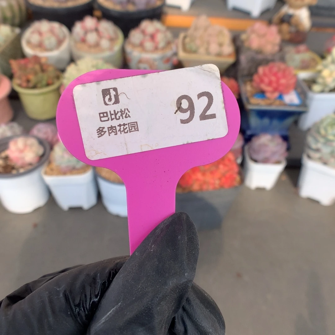 92 新年快乐多肉多肉