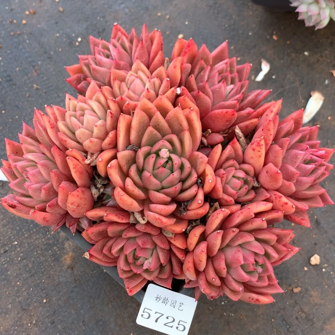 5725瑕疵不售后特价处理