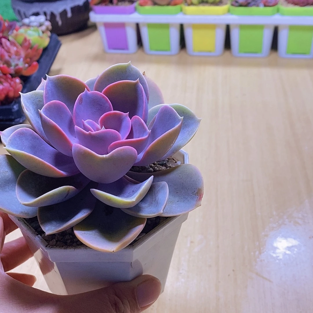 无花朵多肉植物紫珍珠90