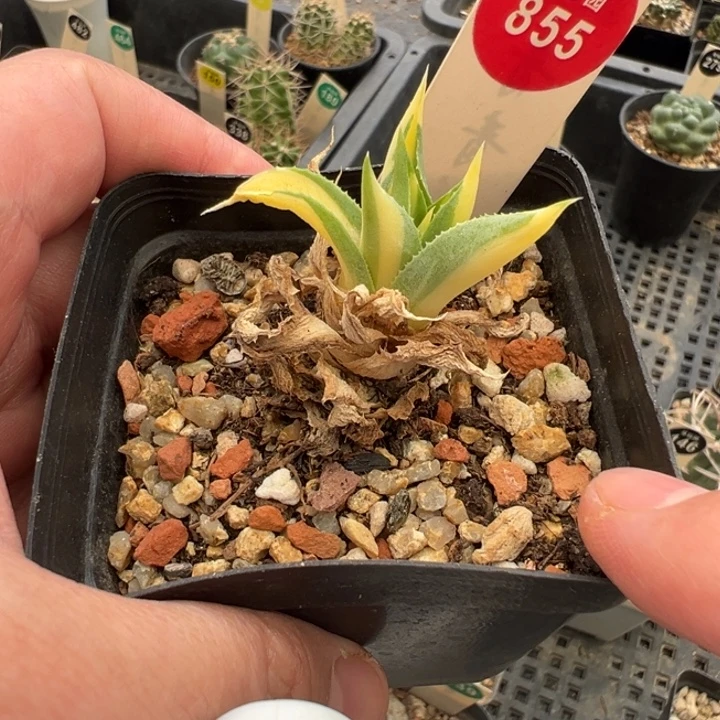 王妃雷神黄中斑一棵