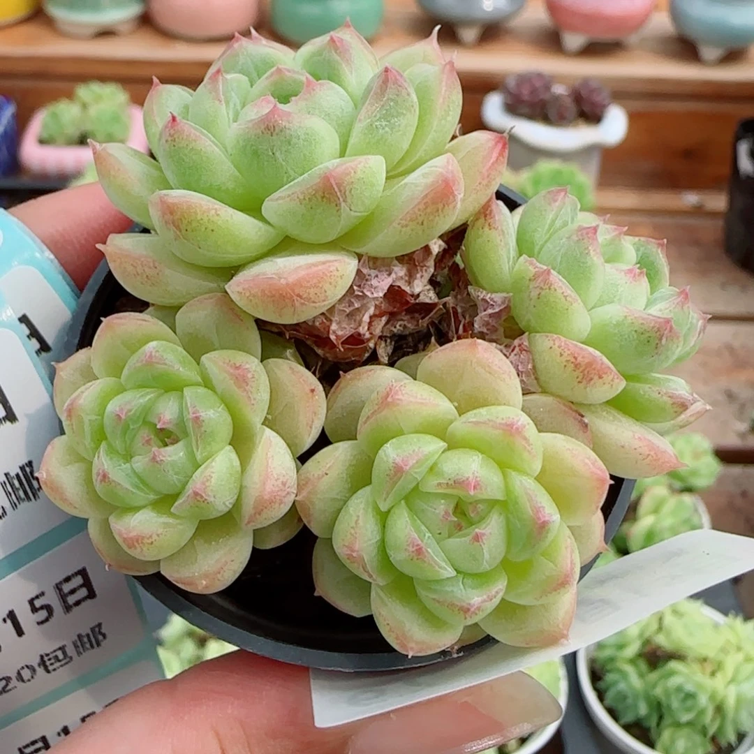 花语逸镜0915-67散