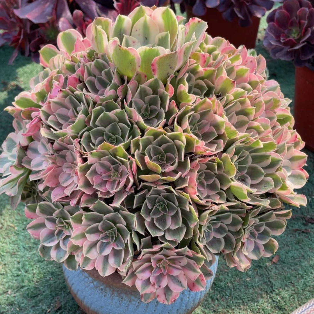 274男神精品法师多肉