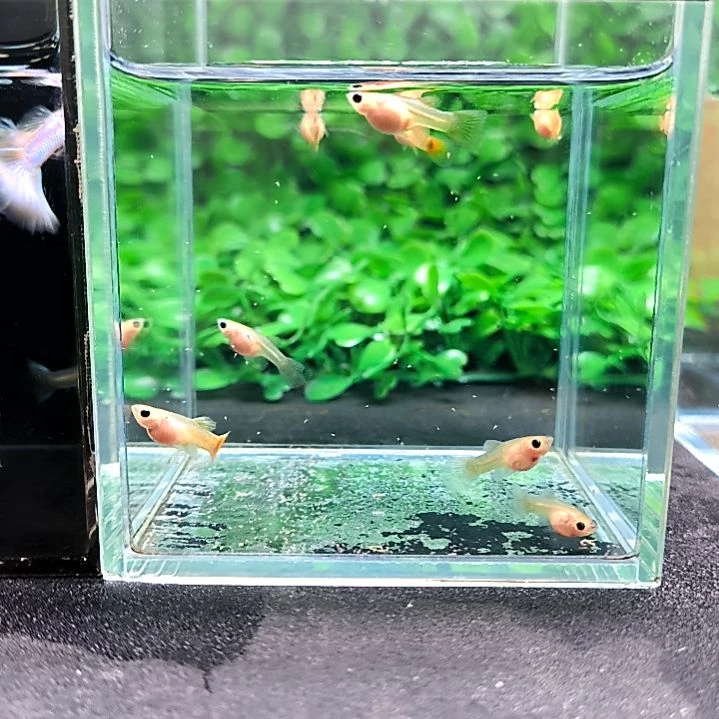 孔雀鱼黄金玻璃猫球体苗子8条含两条。