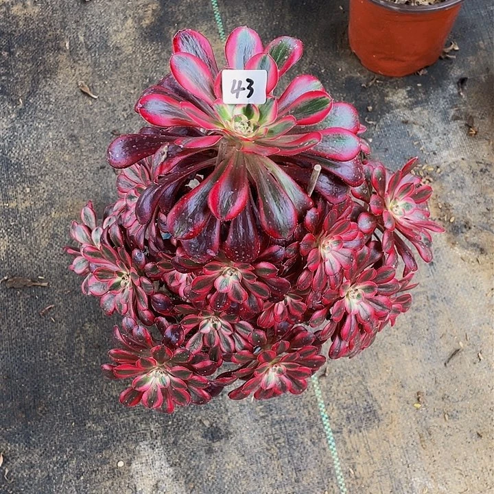 高***女香耐尔法师一个43号