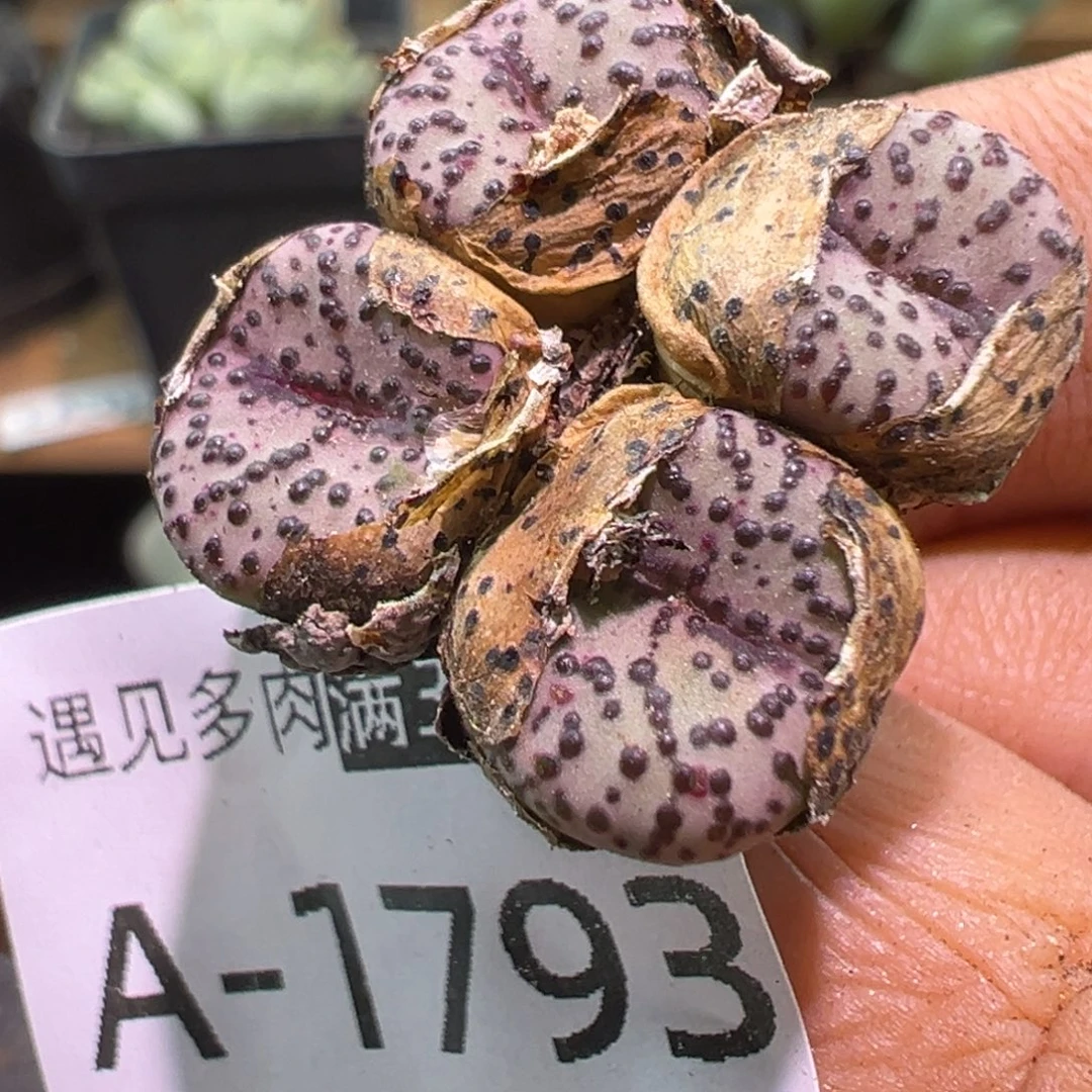 多肉植物11111111111