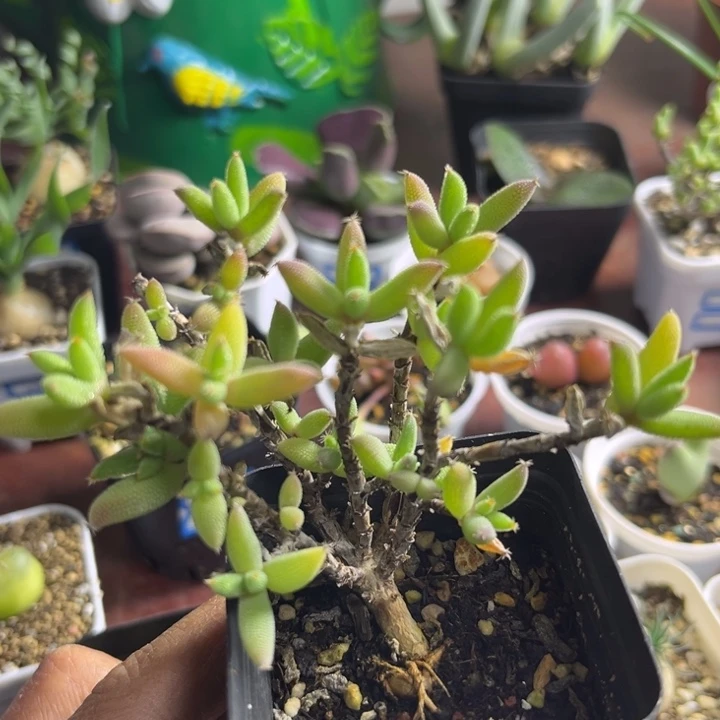 枝干玉米可爱多肉003