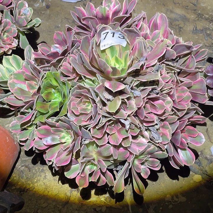 多肉植物断枝不包713女妖