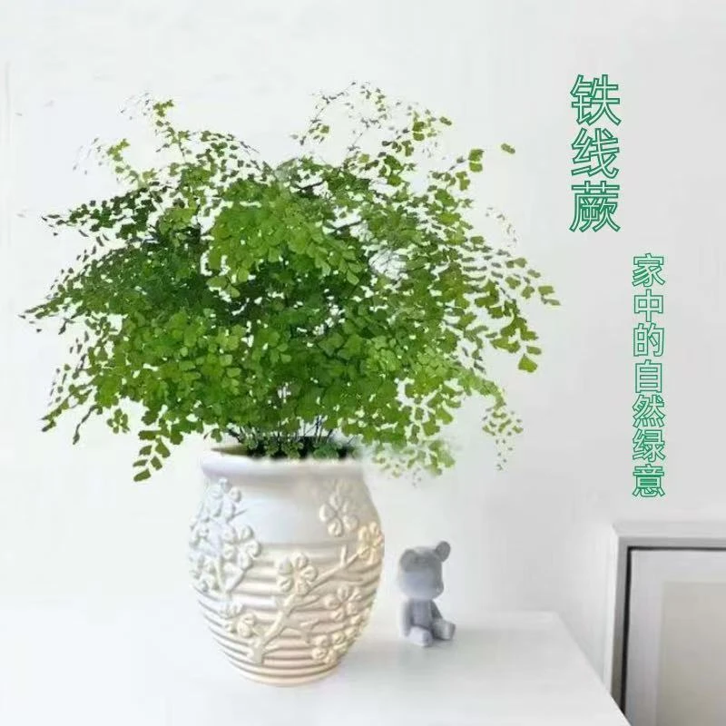 铁线蕨盆栽净化空气吸甲醛植物办公室新房花卉室内绿植四季常青