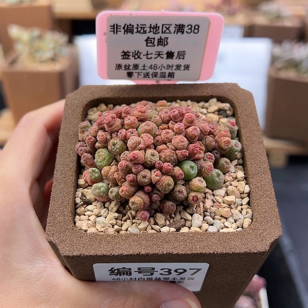 昨****来397高砂一点红多肉