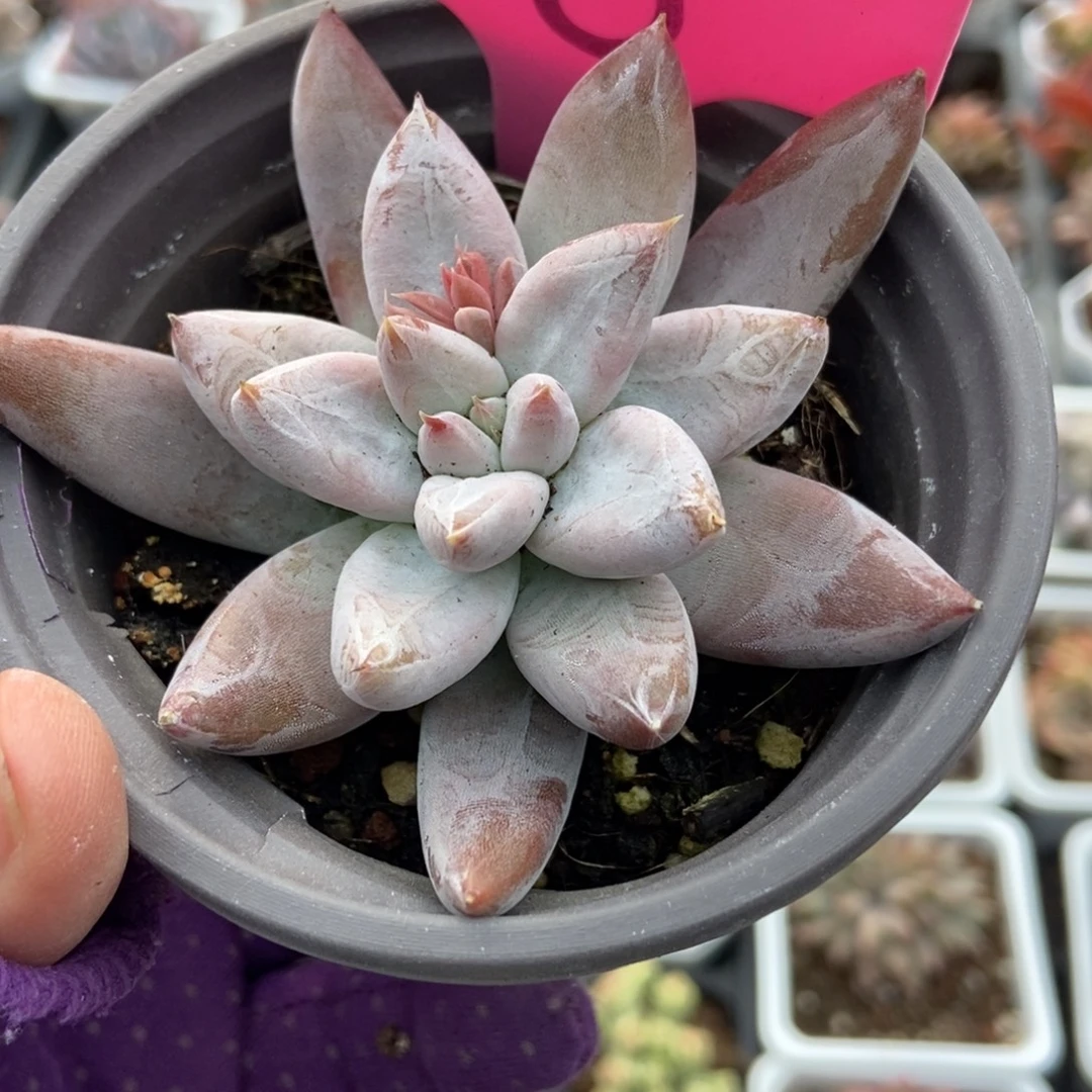 8杜里万多肉植物多肉