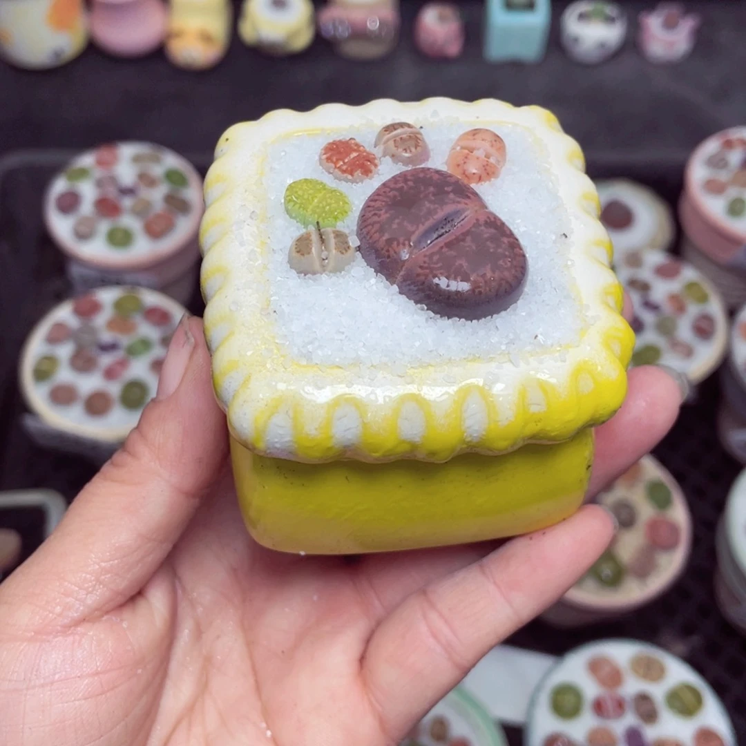 。*Tw8865 带盆土发货-零下地区拍保温箱