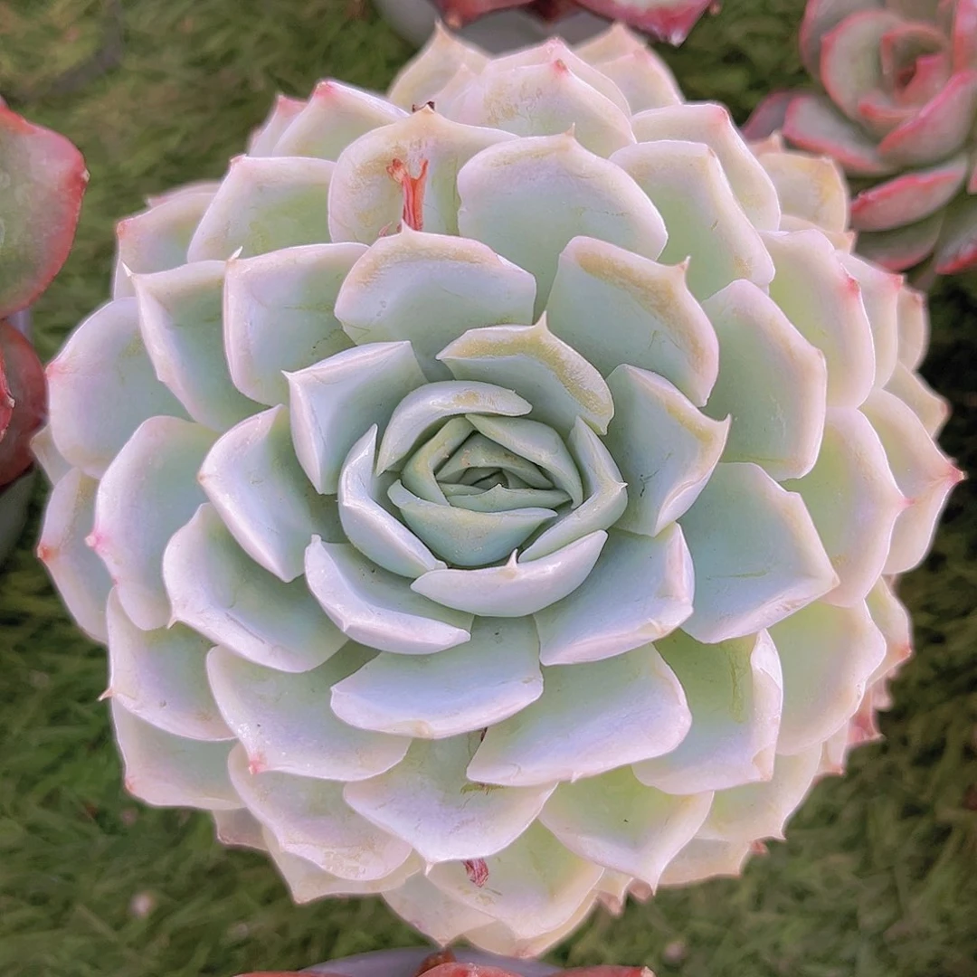 蓝丝绒8888888888888