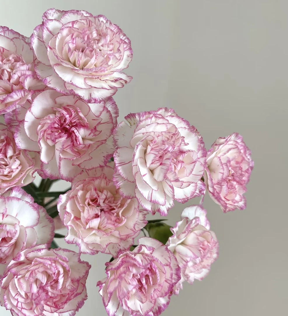 小白兔单头康乃馨20支昆明基地直发情人节送礼家庭插花