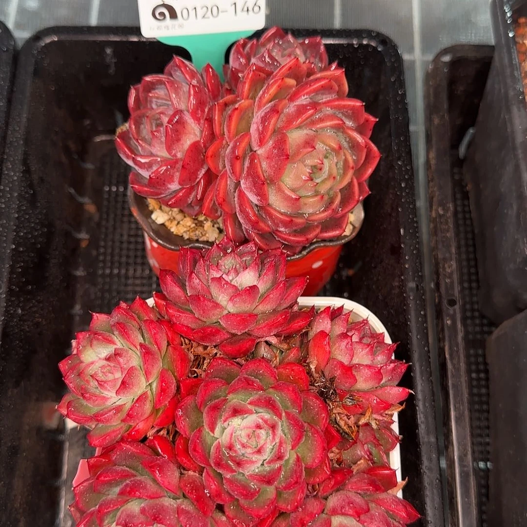 从前慢花园精选0120-146