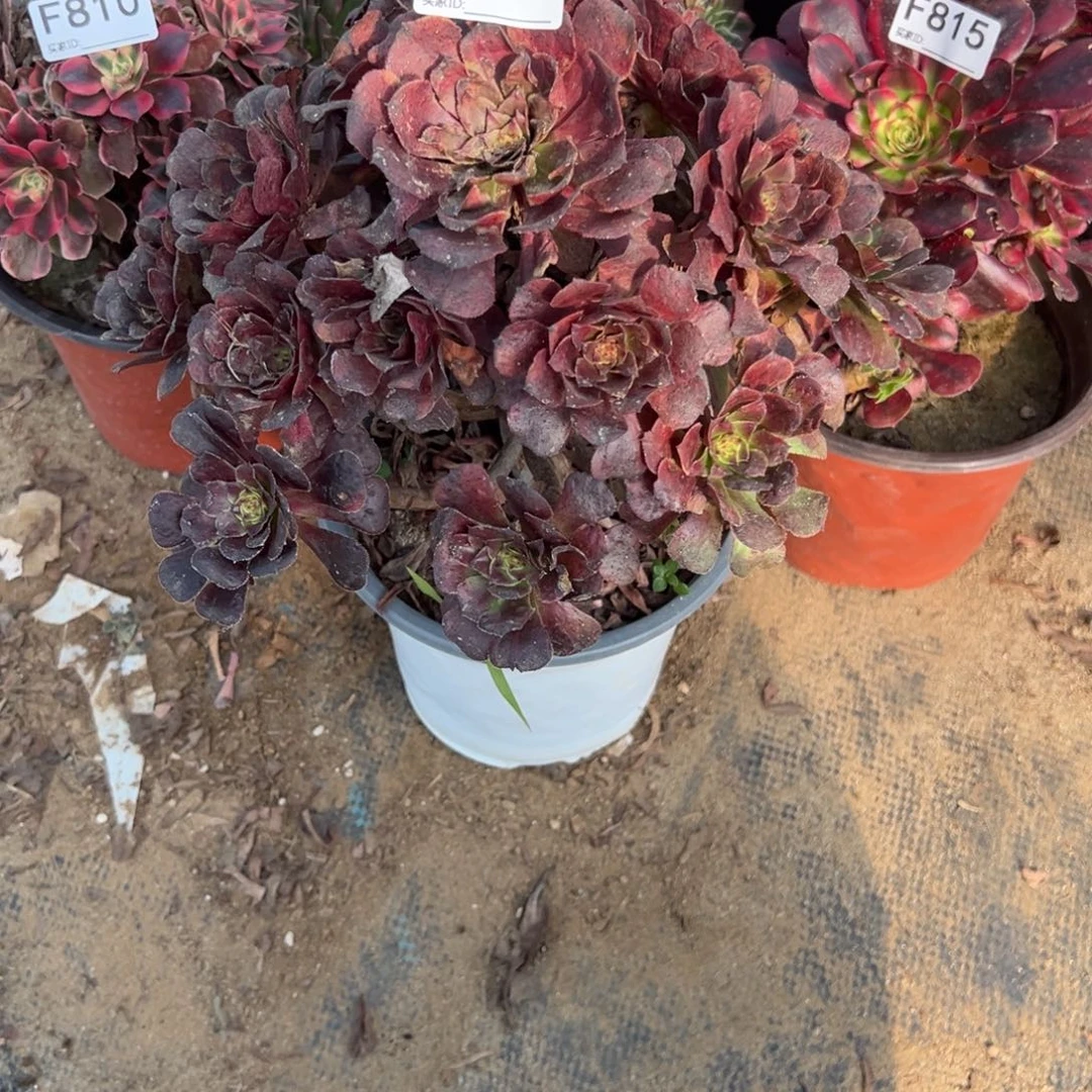 816黑暗萝莉多肉植物法师