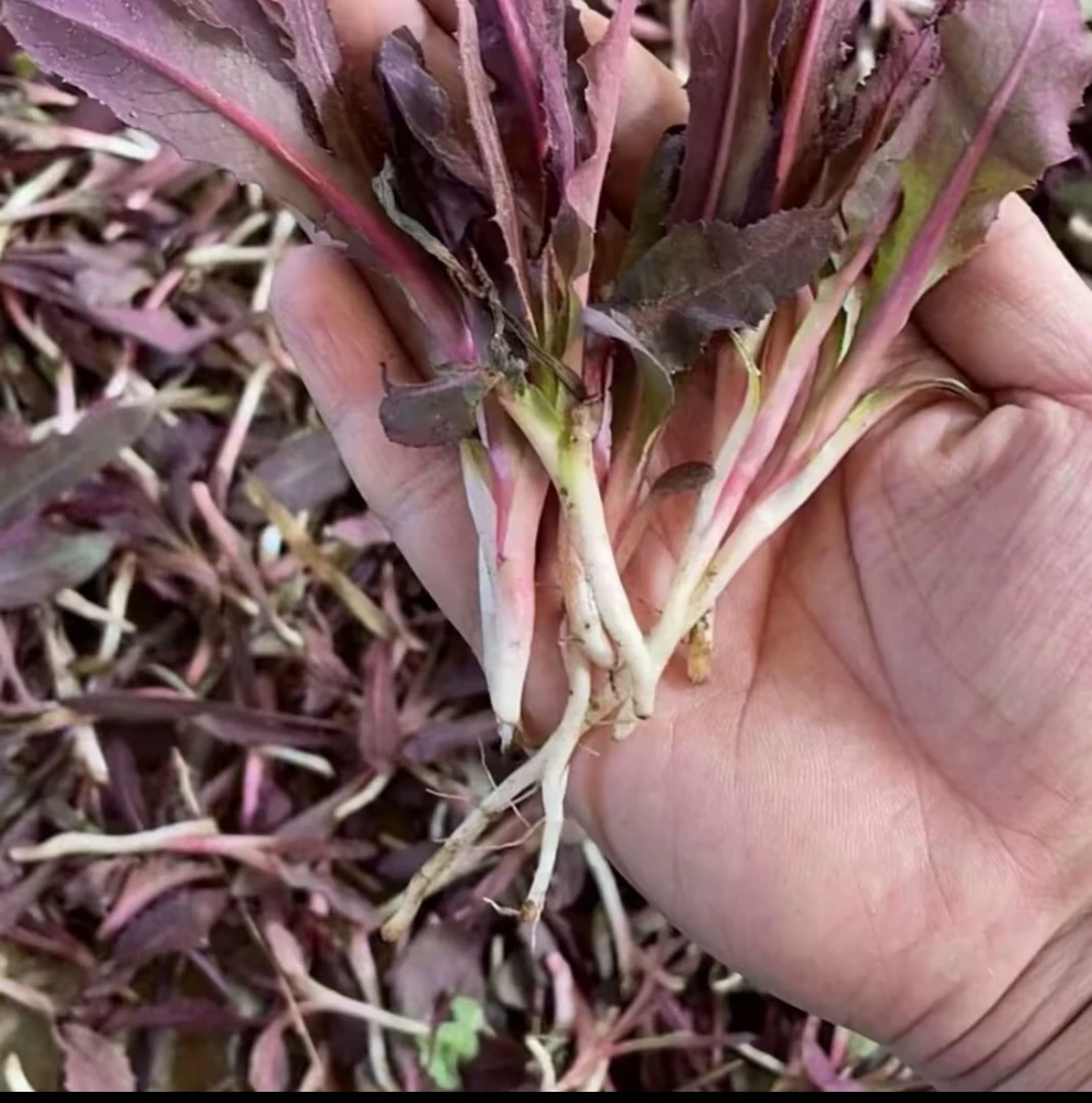 野生曲麻菜种子（新老包装随机发货）