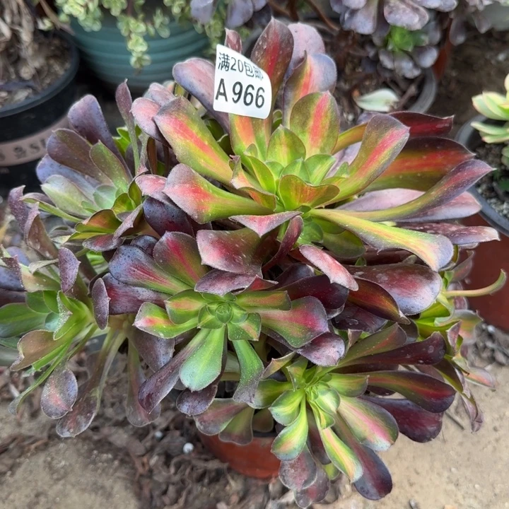 满20包邮，966花纳