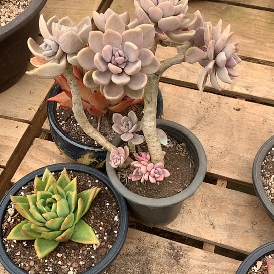 花*美肉特价活动开始啦