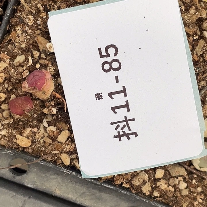 水*冻11-85肉锥多肉植物