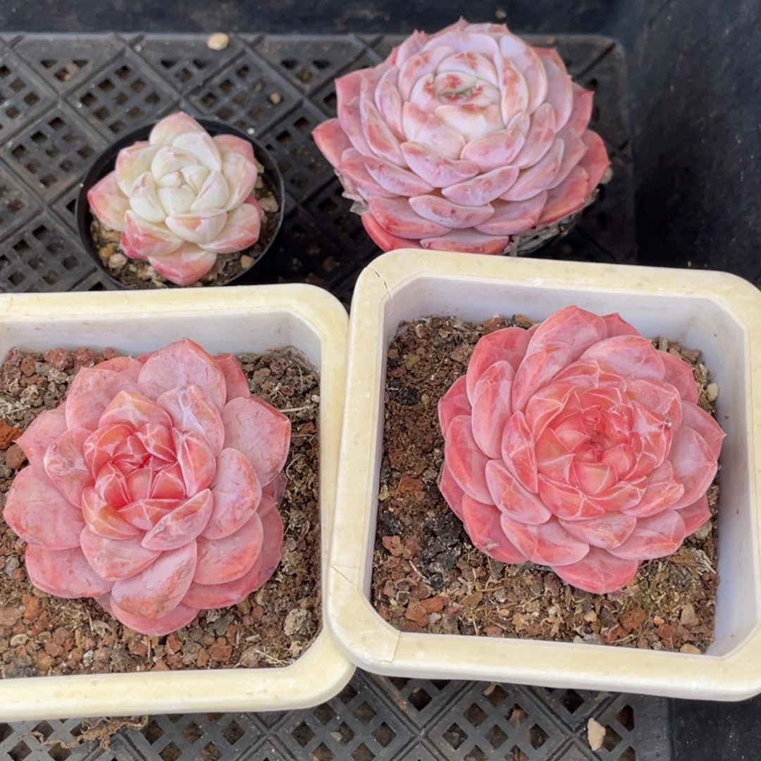 珈***节多肉四颗宝贝专拍