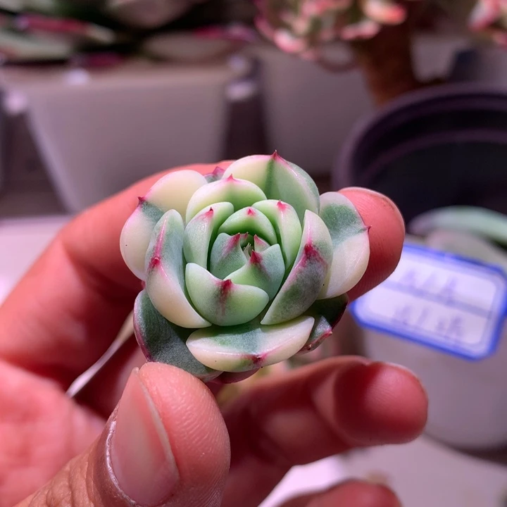 本吧花锦侧芽锦锦锦