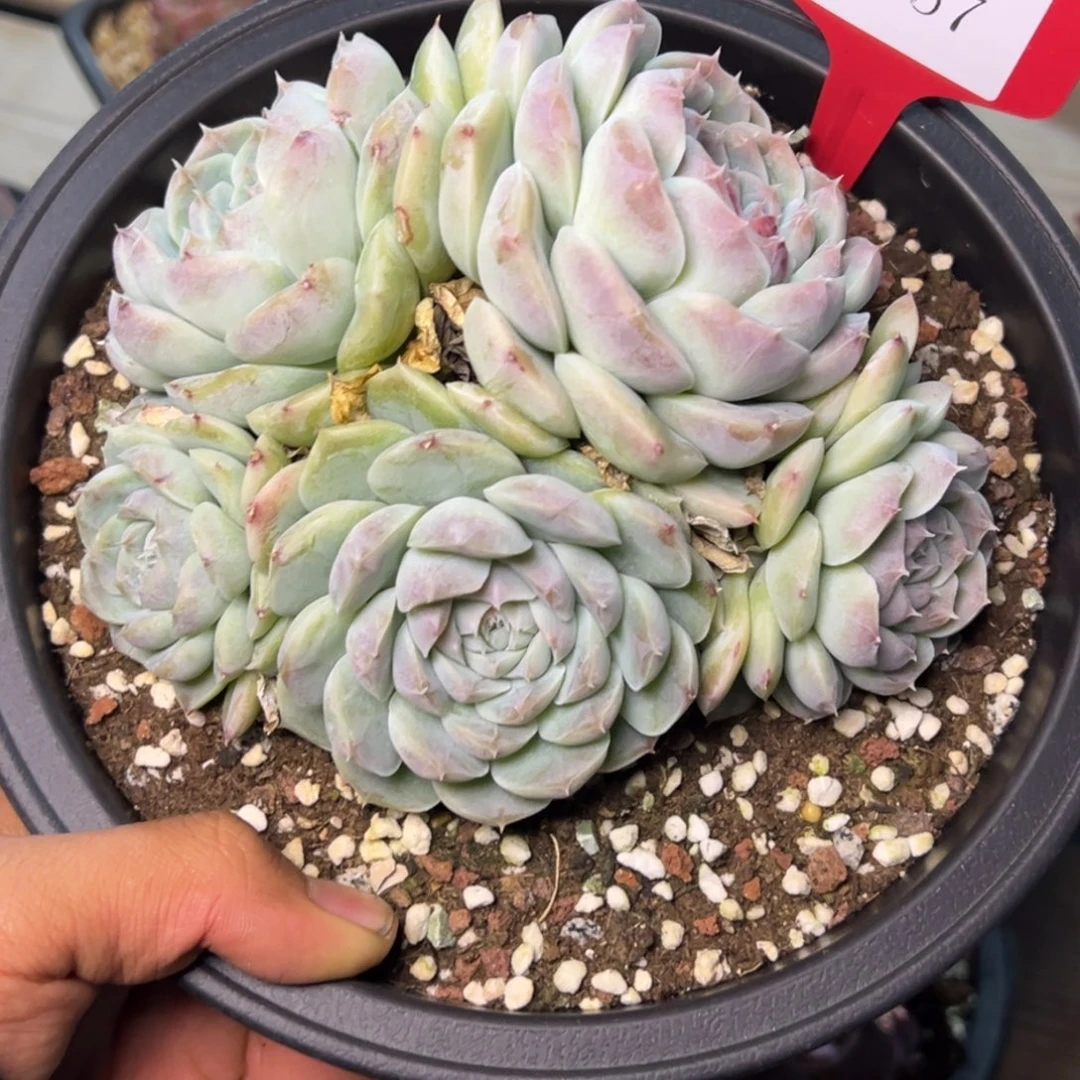 楚**具2357多肉多多方法