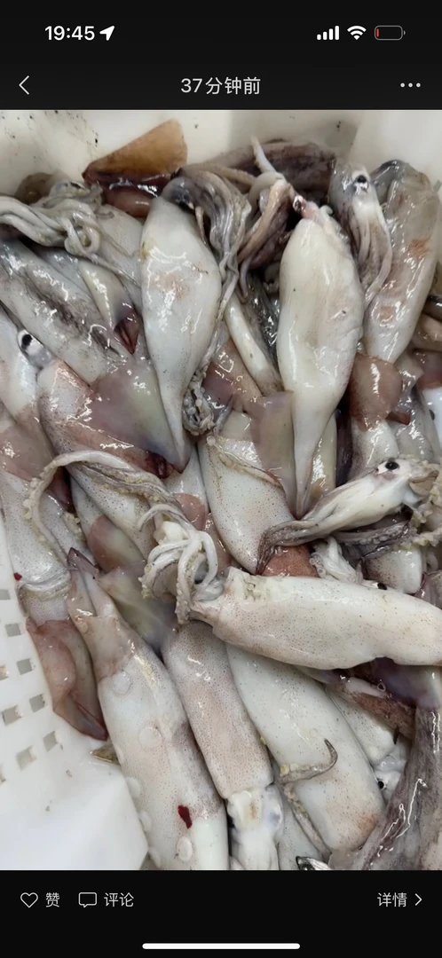 野生海兔笔管鱼鱿鱼鲜嫩美味顺丰包邮新鲜速冻发货