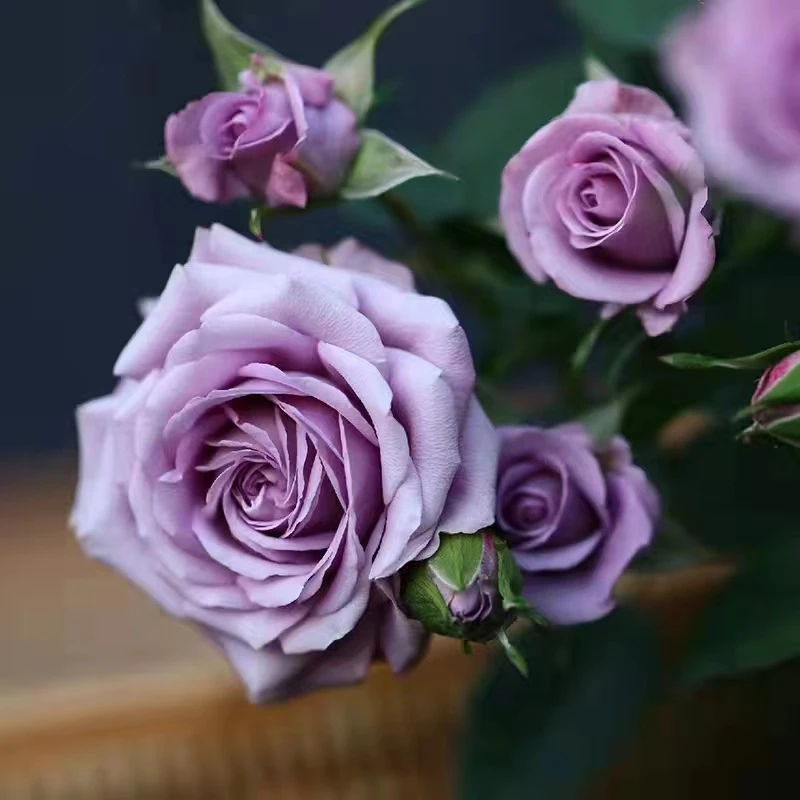 【紫美人】勤花丰花多头四季花卉耐寒耐热南北方阳台庭院盆栽地栽花