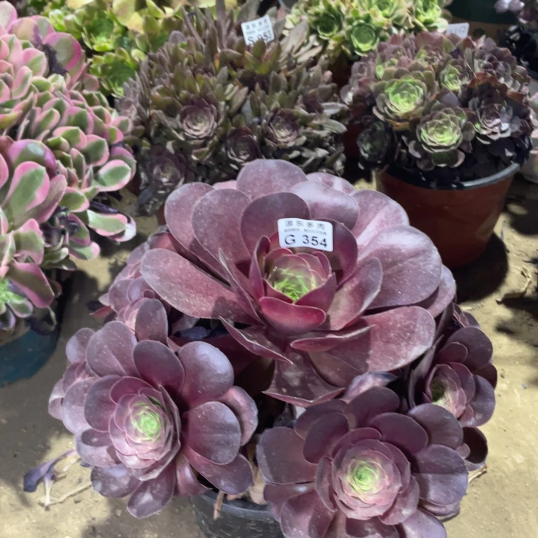 354魅金玫瑰多肉法师断枝不包