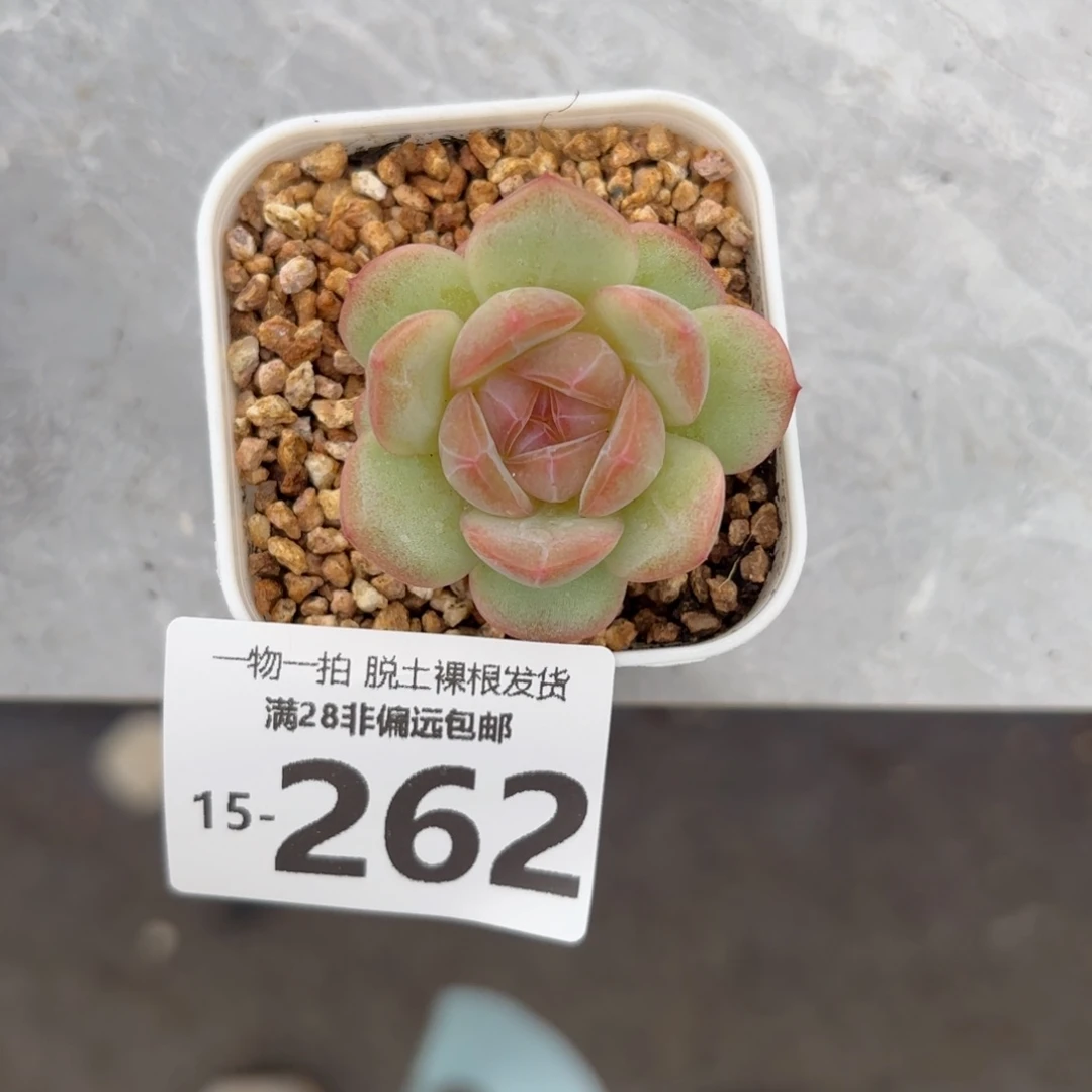 优选财富单头多肉多肉