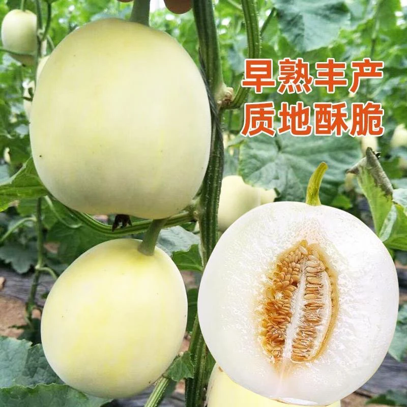 白玉甜瓜苗秧皮薄超酥脆超甜香瓜四季春秋盆栽脆甜白肉瓜苗