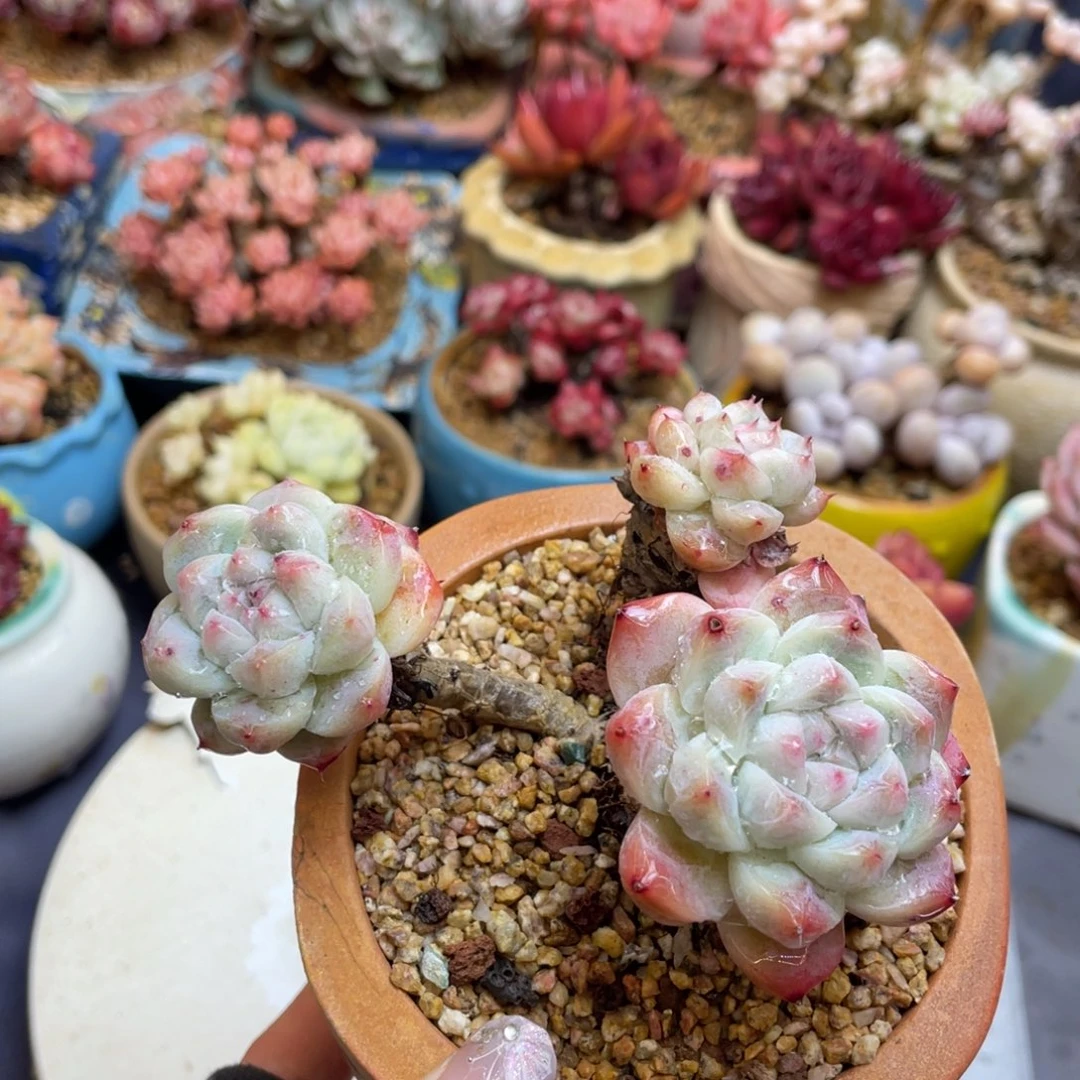 白底如梦令老桩群