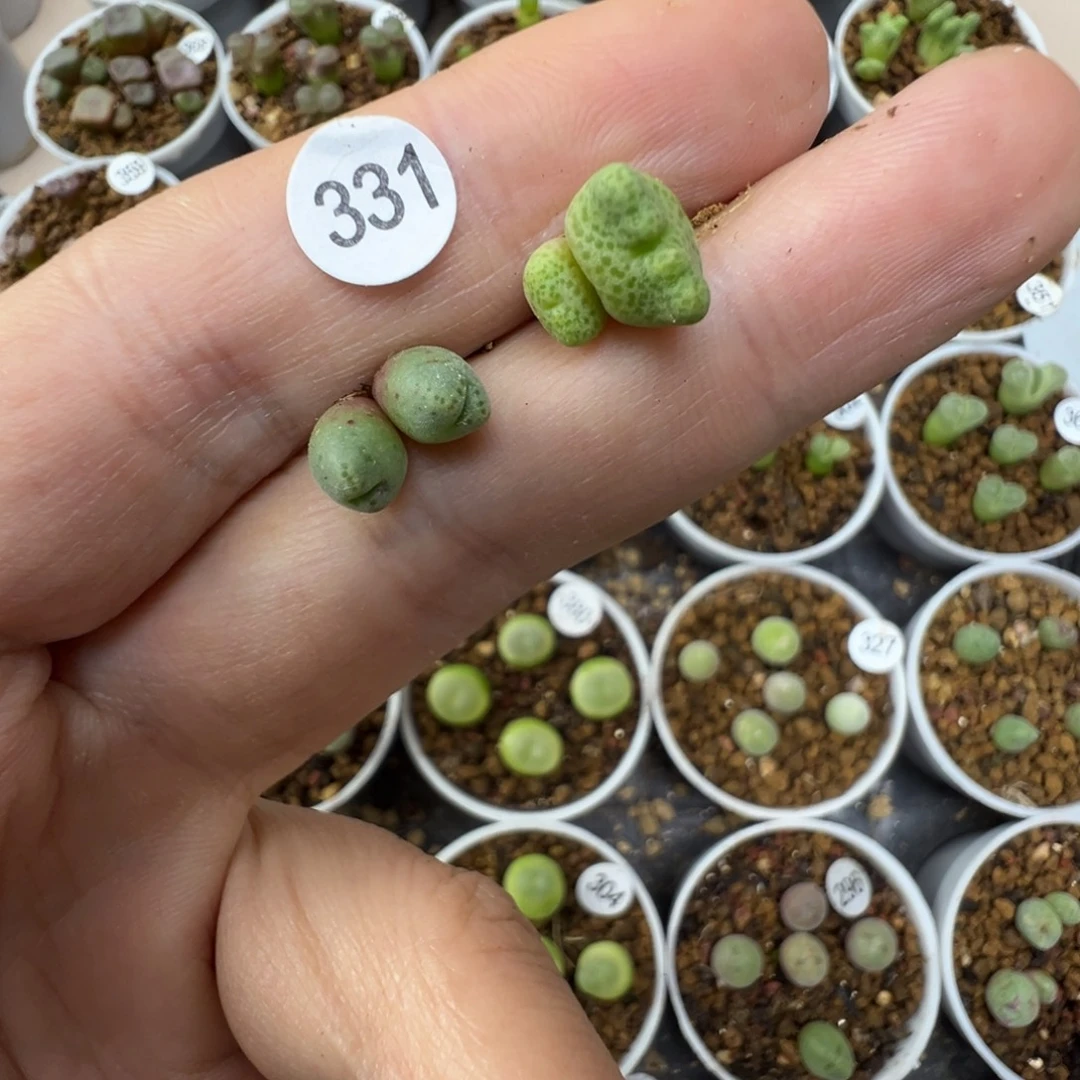 早***起早睡专拍2颗脱土331000