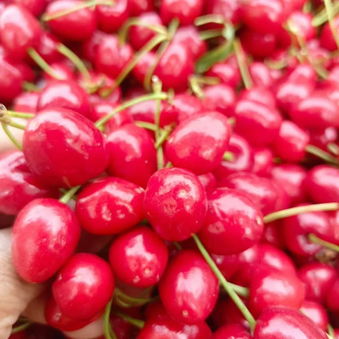 【小果3斤】萨米脱小果樱桃3斤装