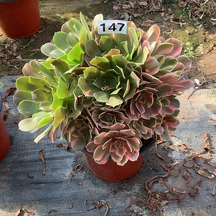 多肉植物女妖阴阳147