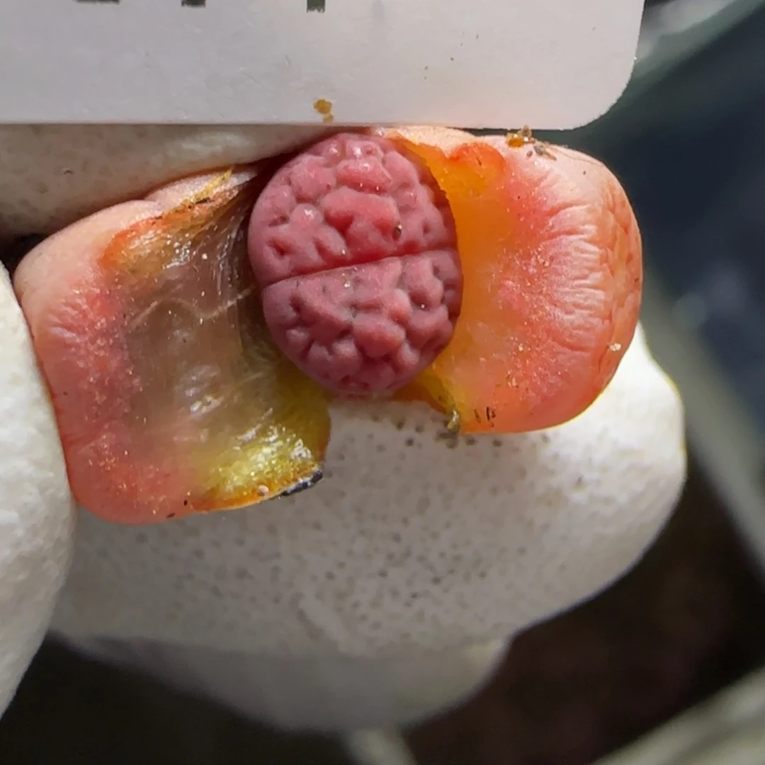 1391。阿克塞尔玫瑰。。。。