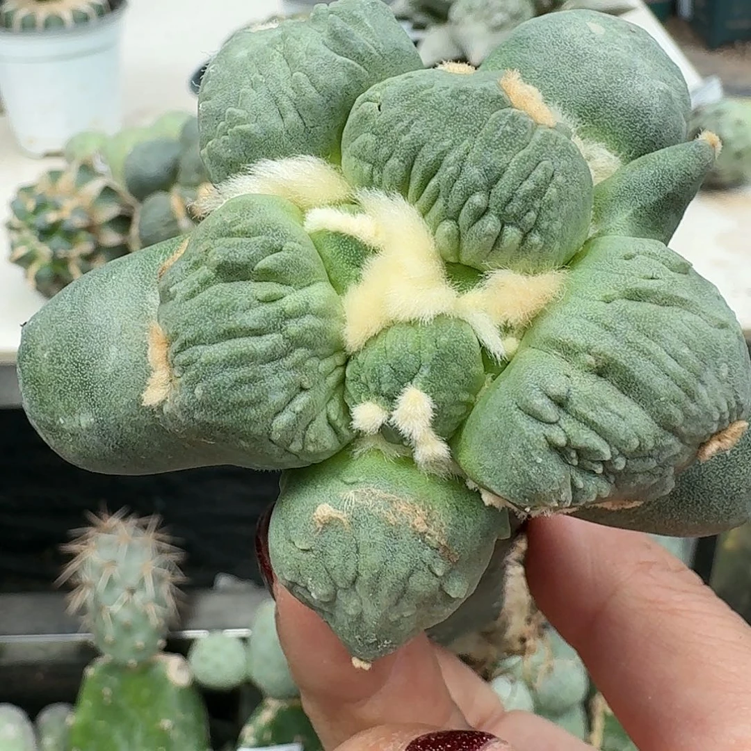 【闪购商品】无花朵心**遥蛋怒057