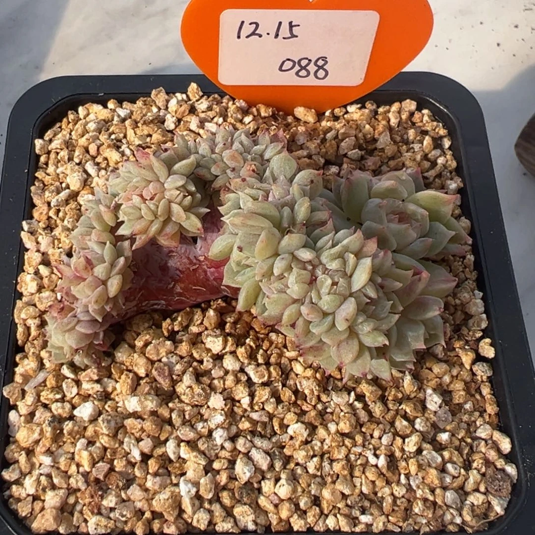 抹茶冰魄缀化一物一拍