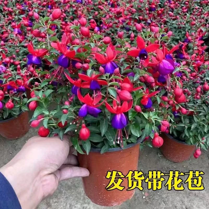 倒挂金钟四季开花原盆原土