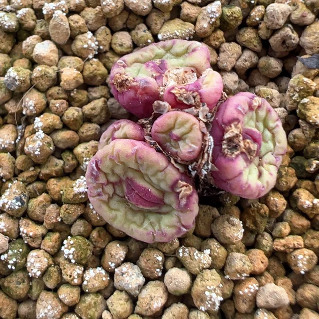 407号开播福利。