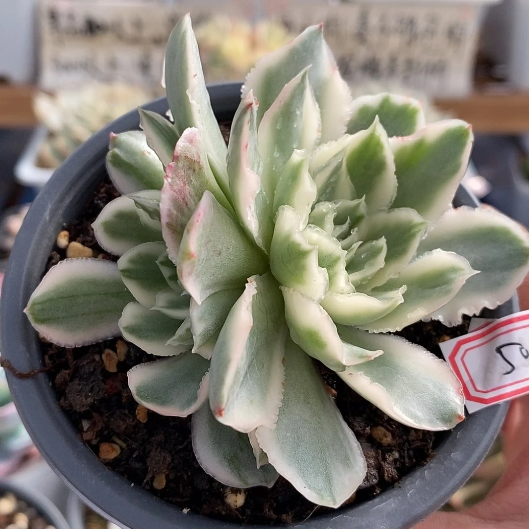 1650 紫蝴蝶锦无砍双头