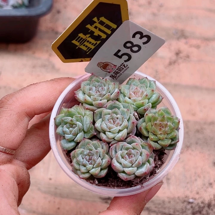 多肉植物多肉植物